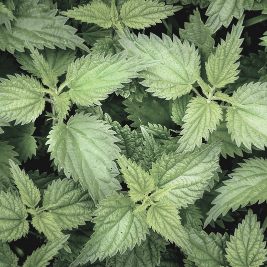 CBD's Positive Impact on Muscle Recovery